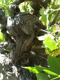 OLD VINES-YAŞLI ASMALAR