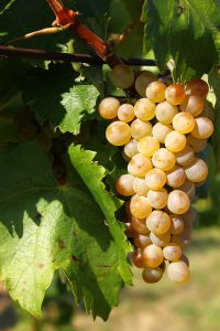 Furmint üzümü