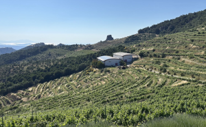 Ma'adra
