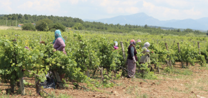 Sevilen Şarapları İsabey Bağları Hasat Zamanı